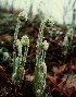 Fiddle-head Fern Birth