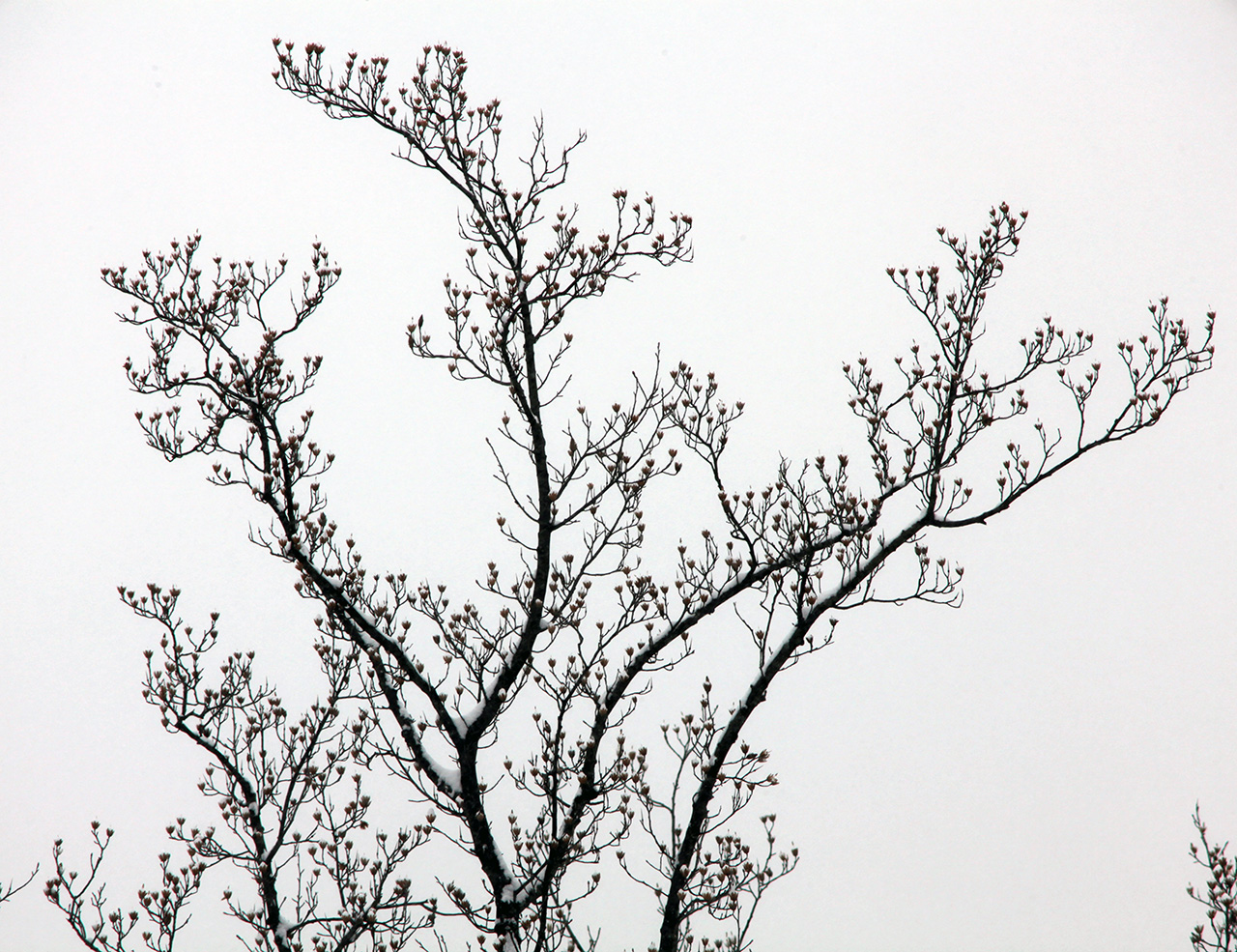 Click to Enlarge - Tree Tops 12/19/09