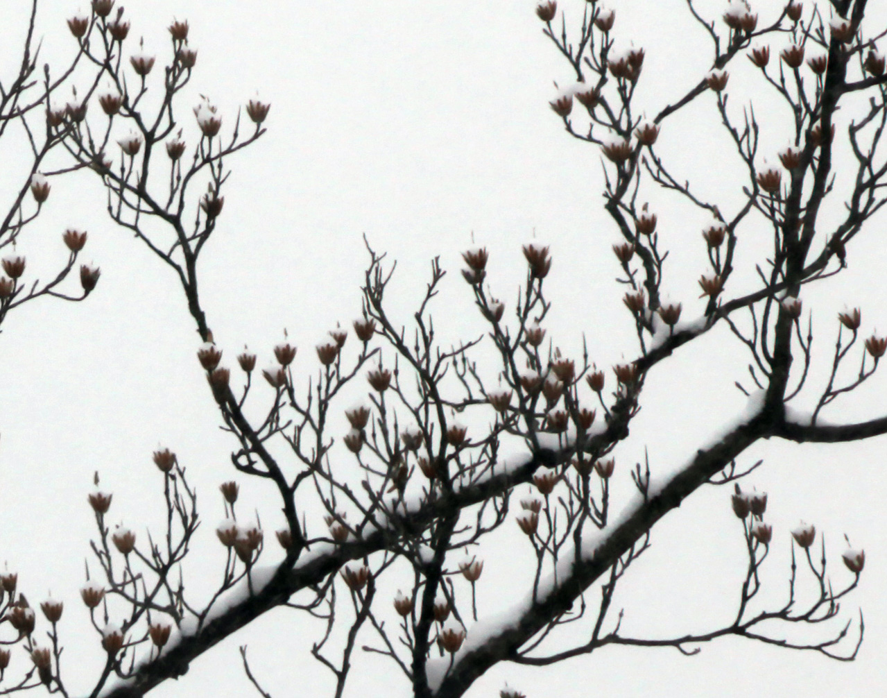 Click to Enlarge - Tree Tops 100% Crop