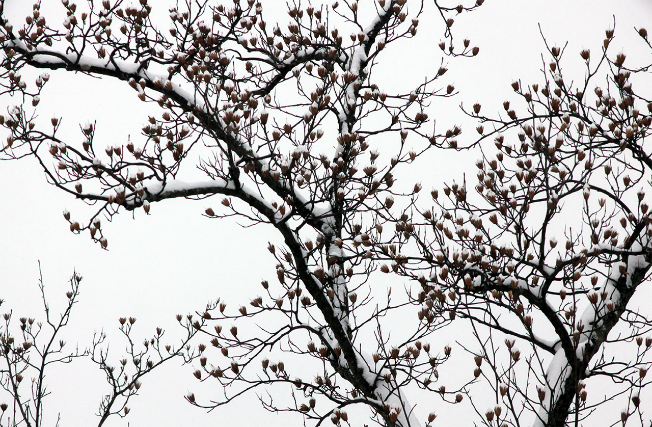 Tree Tops 12/19/09