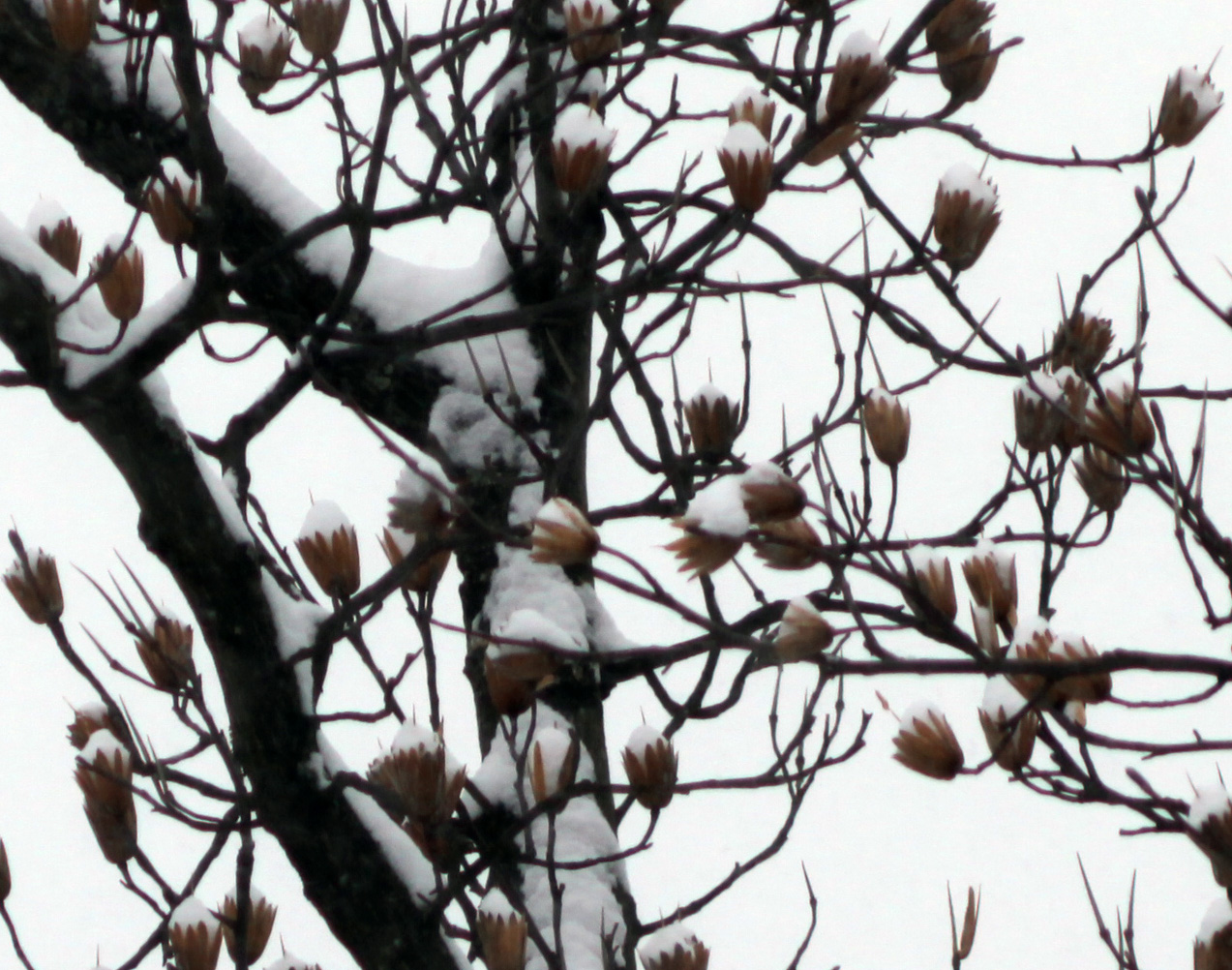 Click to Enlarge - Tree Tops 100% Crop