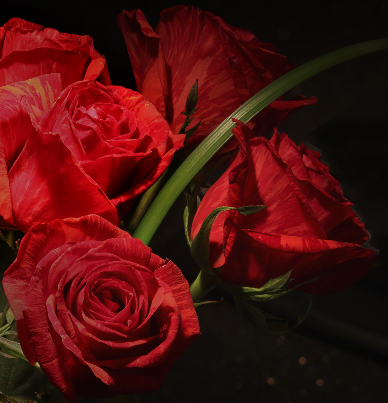 Roses (Focus Stack)