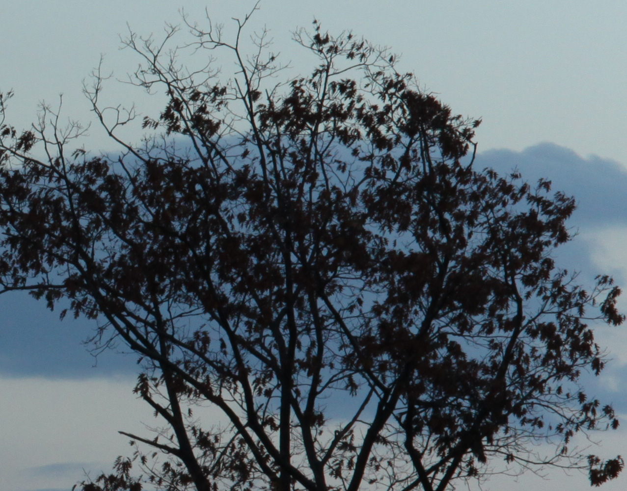 Click To Enlarge - 100% Crop - Super-Multi-Coated Takumar 1:3.5/135mm