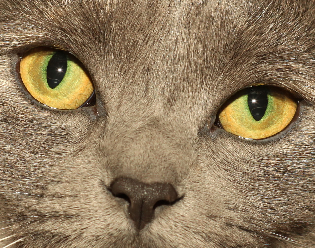 Click to Enlarge - 100% Crop - Super-Multi-Coated Takumar 1:1.8/85mm