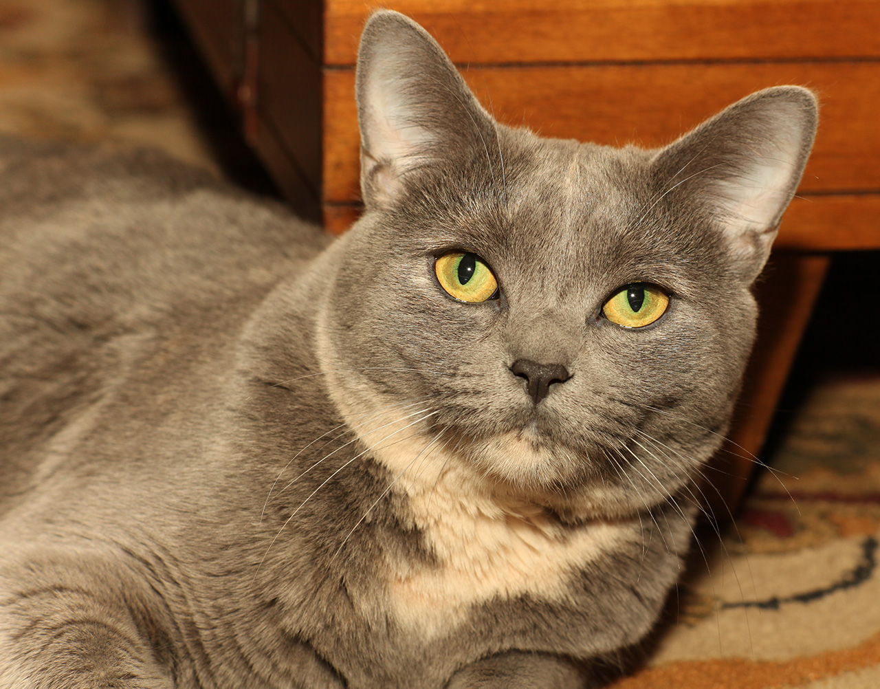 Click to Enlarge - Preview - Super-Multi-Coated Takumar 1:1.8/85mm