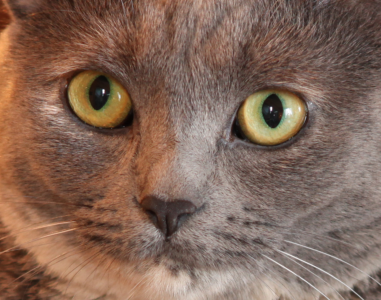 Click to Enlarge - 100% Crop - Super-Multi-Coated Takumar 1:2.5/135mm