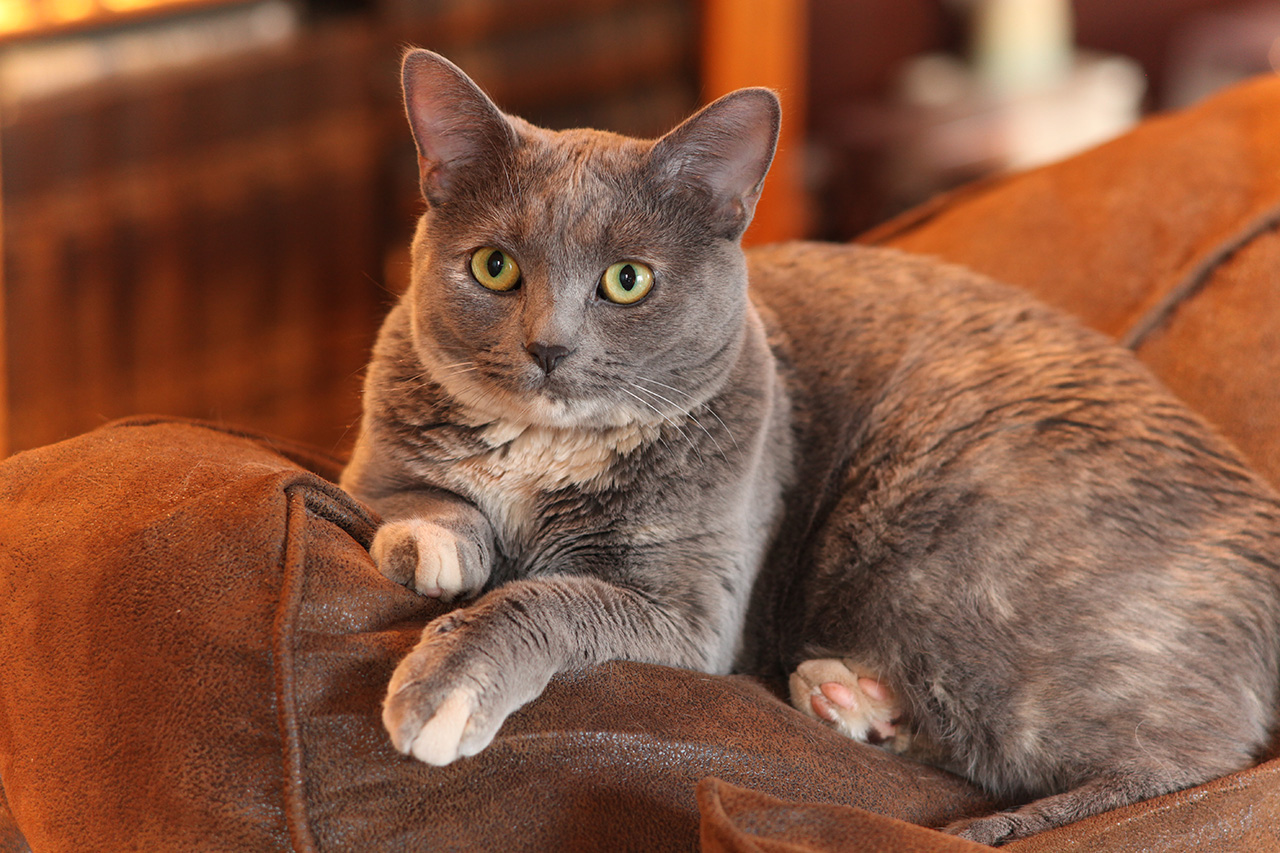 Click to Enlarge - Preview - Super-Multi-Coated Takumar 1:2.5/135mm