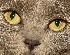 100% Crop - Super-Multi-Coated Takumar 1:1.8/85mm