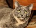 Preview - Super-Multi-Coated Takumar 1:1.8/85mm